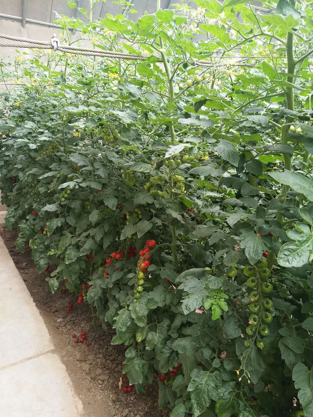 丝瓜视频成人色版案例